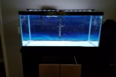 Discus Grow Tank